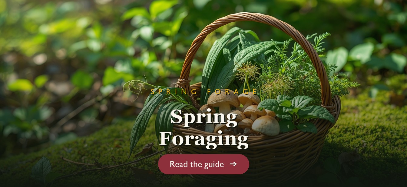 Spring foraging basket with ramps, morels and dandelion greens